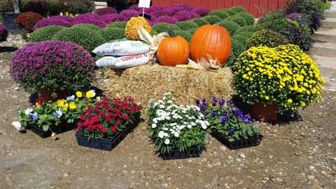 Fall mums