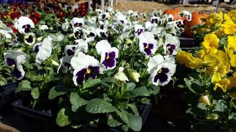 Pansies