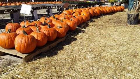 Rows of pumpkins at the patch